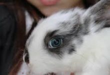 RABBIT REARING